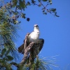 Preening near the pool